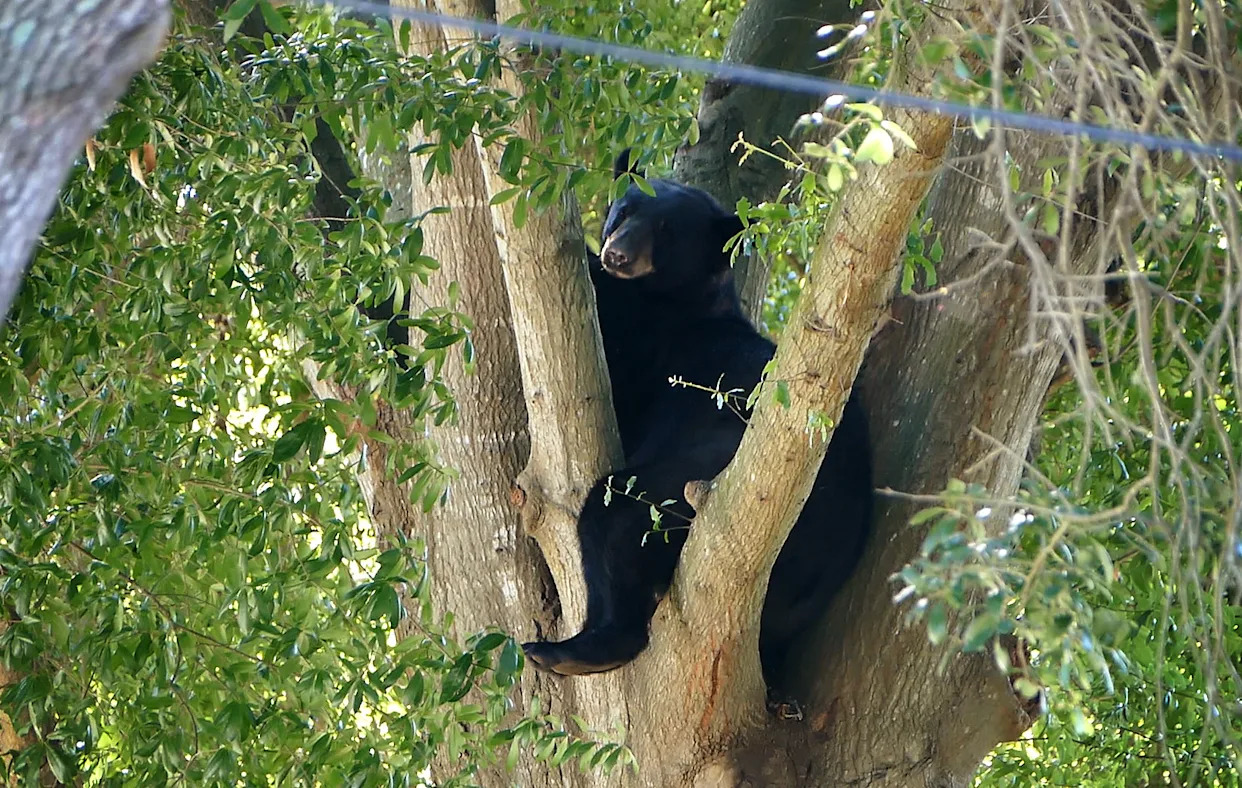 Florida Resumes Black Bear Hunting Following Contentious Commission Vote 1 Florida Resumes Black Bear Hunting Following Contentious Commission Vote - readd.org 2025