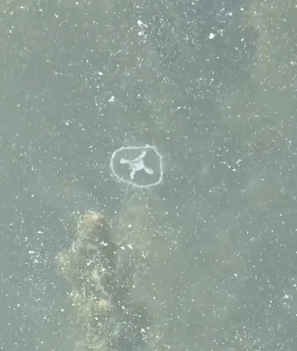 Rare Freshwater Jellyfish Appear in Lake Erie, Sparking Curiosity 1 Rare Freshwater Jellyfish Appear in Lake Erie, Sparking Curiosity - readd.org 2025